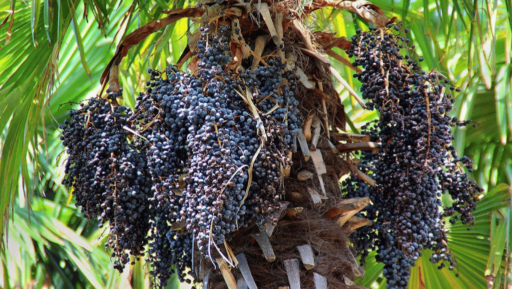 tropical fruit plants