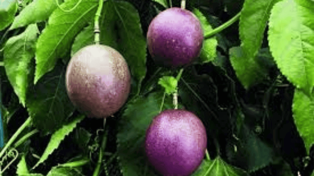 tropical fruit plants
