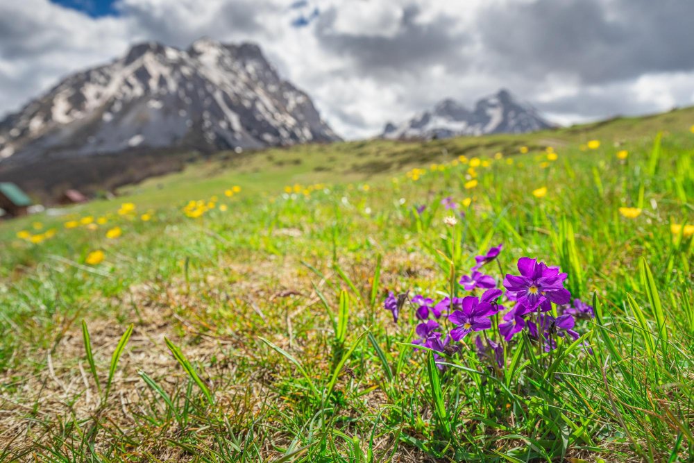 Conservation efforts in alpine regions