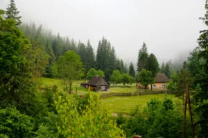 Deciduous Forest Trees home
