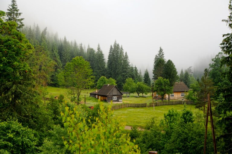 Deciduous Forest Trees home