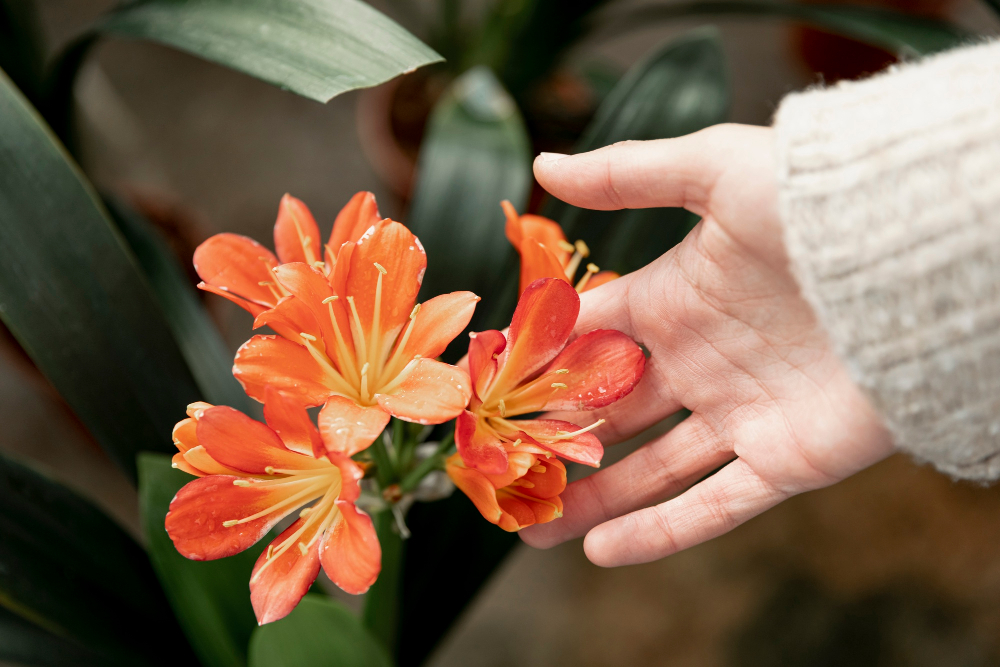 Amaryllis winter care