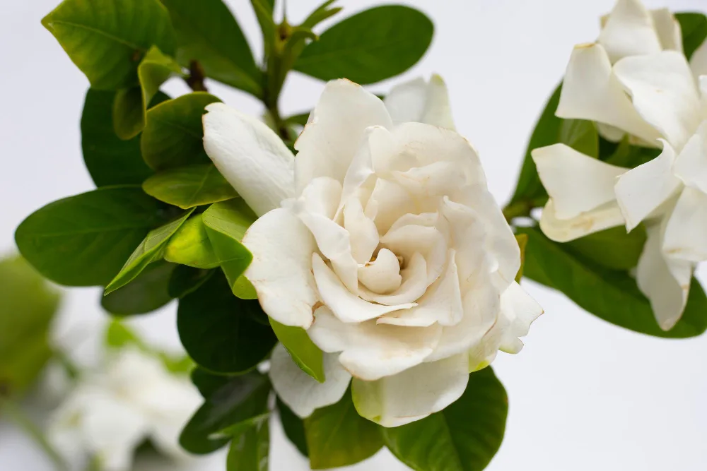 spring planting gardenia bush