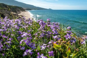 Coastal Shrubs