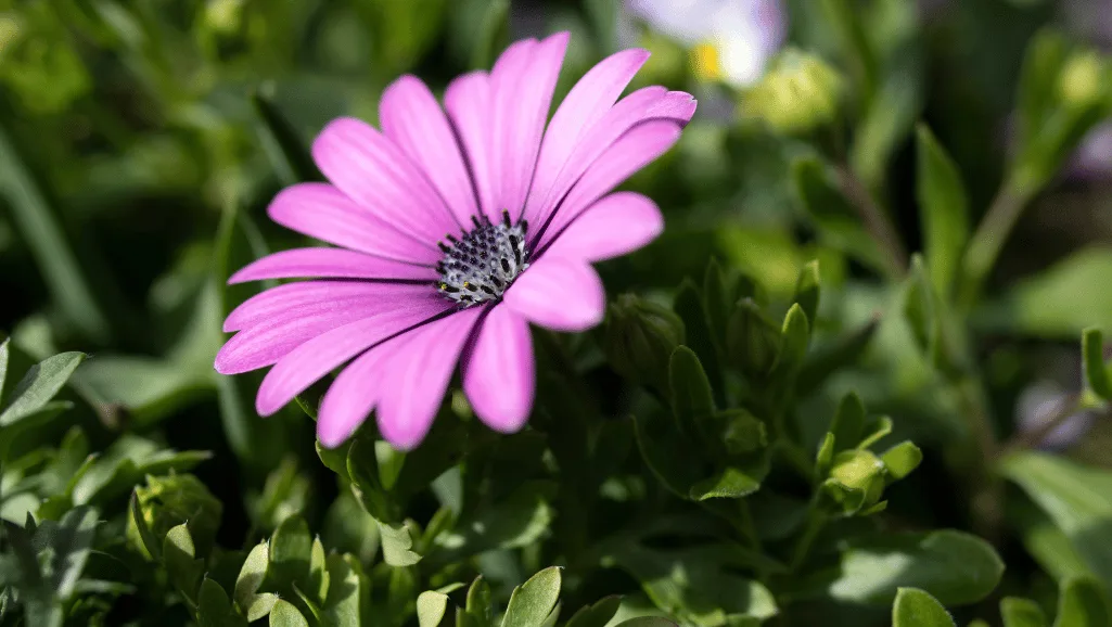 Irrigation techniques for African daisies