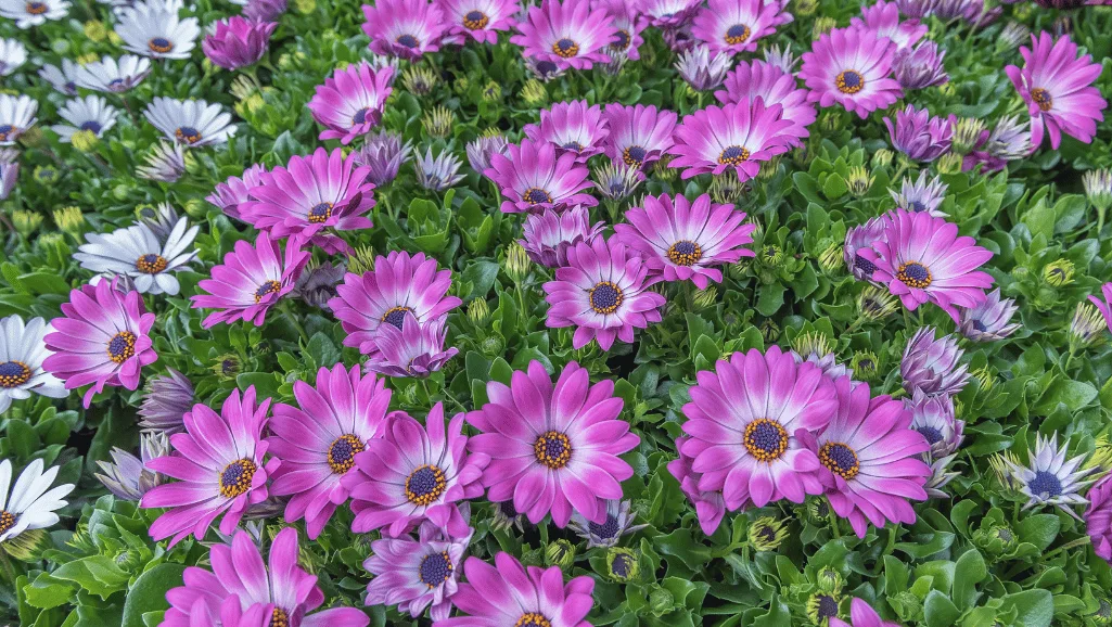 African Daisy Care Guide: Flourishing Tips & Tricks 1 African Daisy