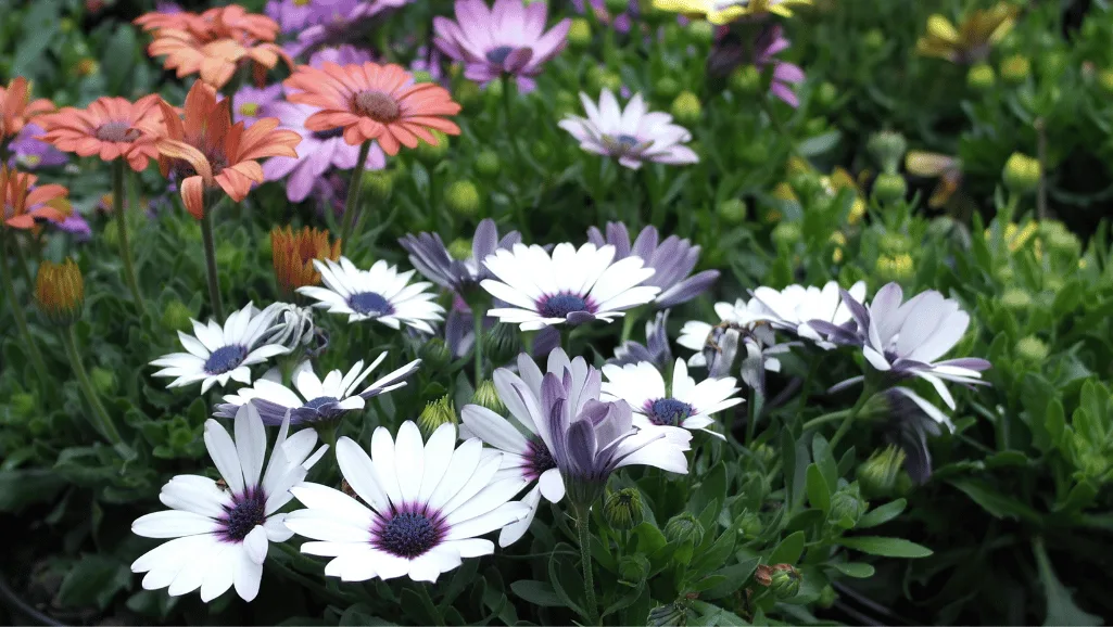 African daisy colors