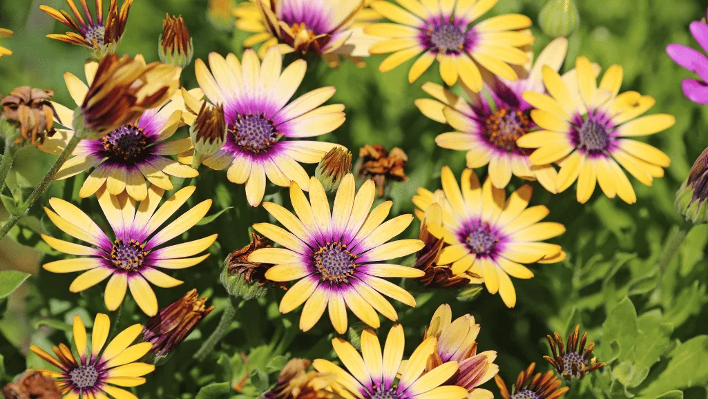 sunlight for Osteospermum