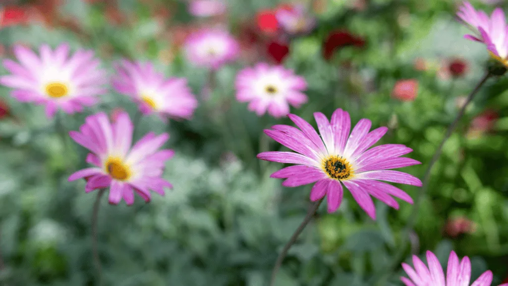 Starting African daisies from seed