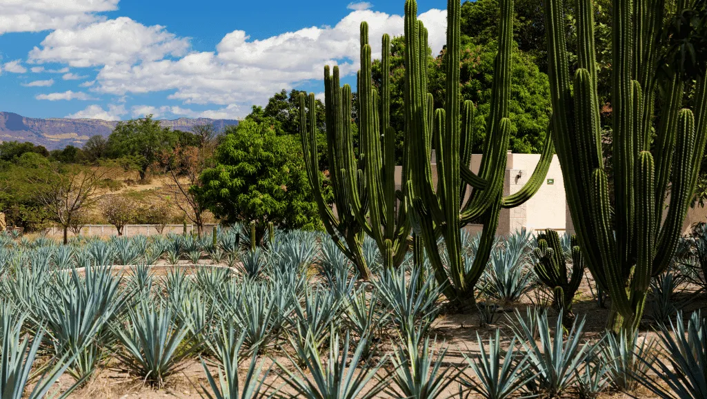 Agave Blue Glow Care
