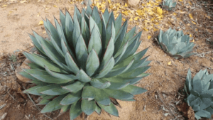 Agave Blue Glow