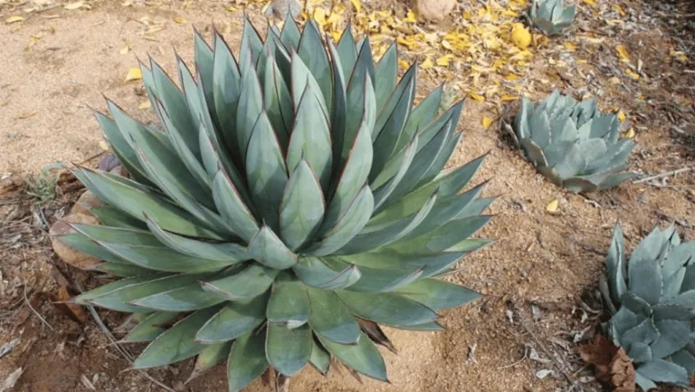 Agave Blue Glow: Vibrant Succulent Care Guide 1 Agave Blue Glow