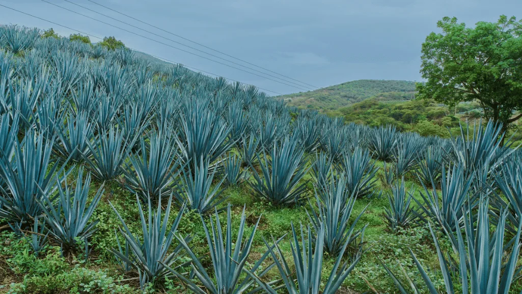 agave blue glow in optimal lighting