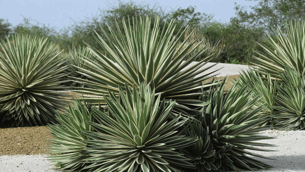 Agave Plant Varieties