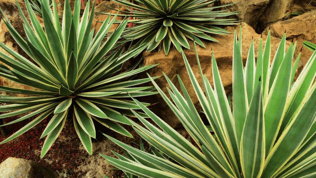 Companion Plants for Agave