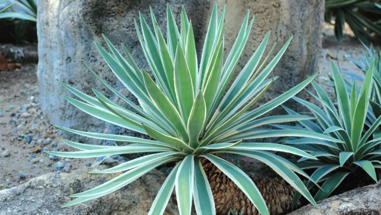 Agave Plants