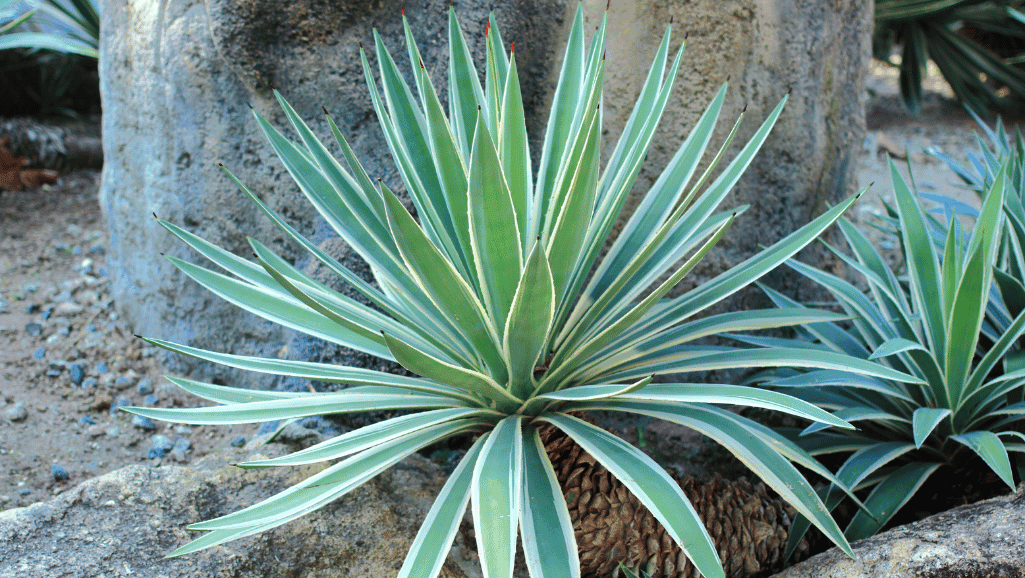 Agave Plants