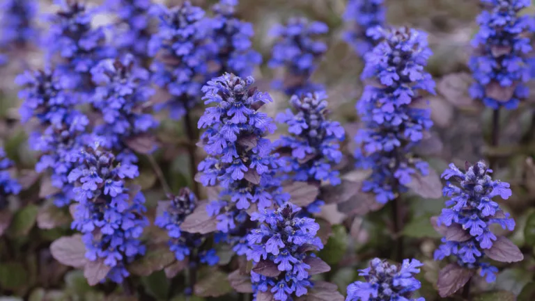 Ajuga