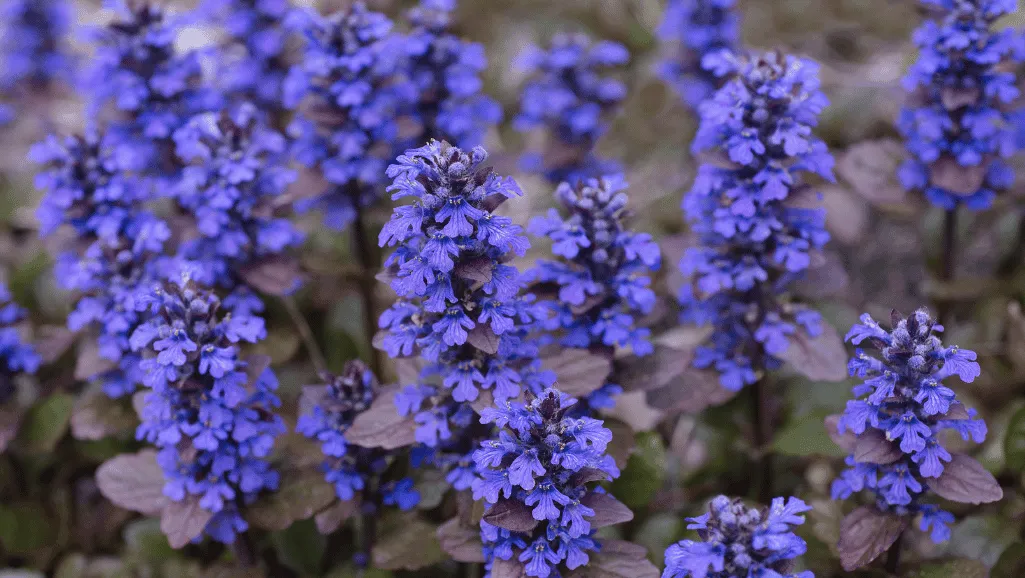 Ajuga Care Guide: Cultivating Healthy Groundcover 1 Ajuga