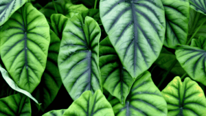 Alocasia Amazonica