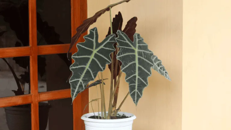 Alocasia Amazonica