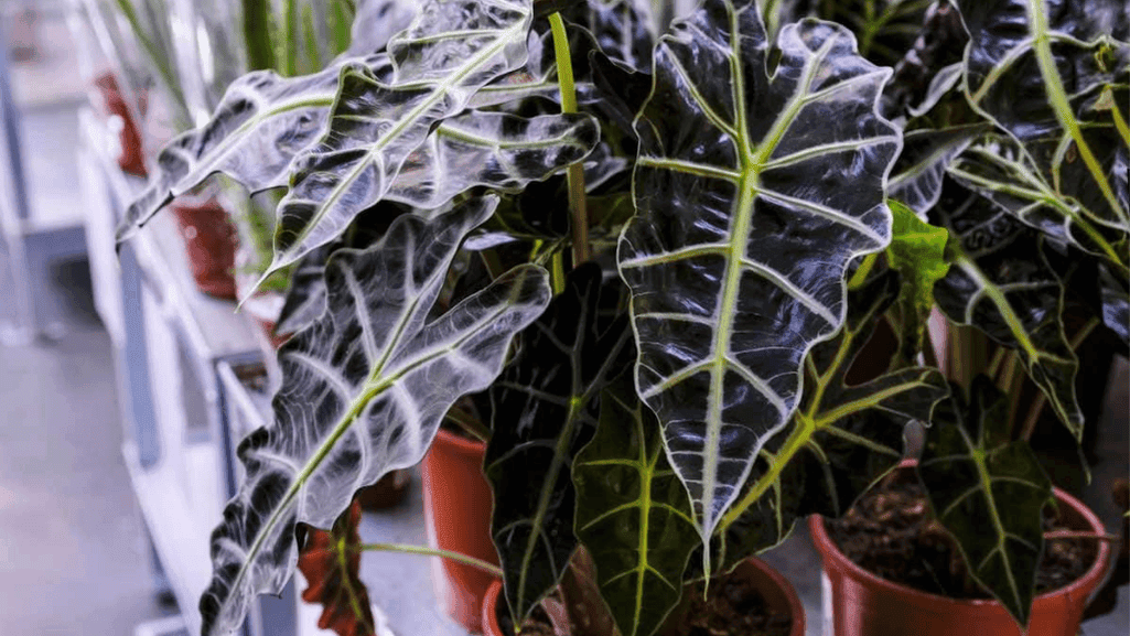 Alocasia Amazonica Humidity Care