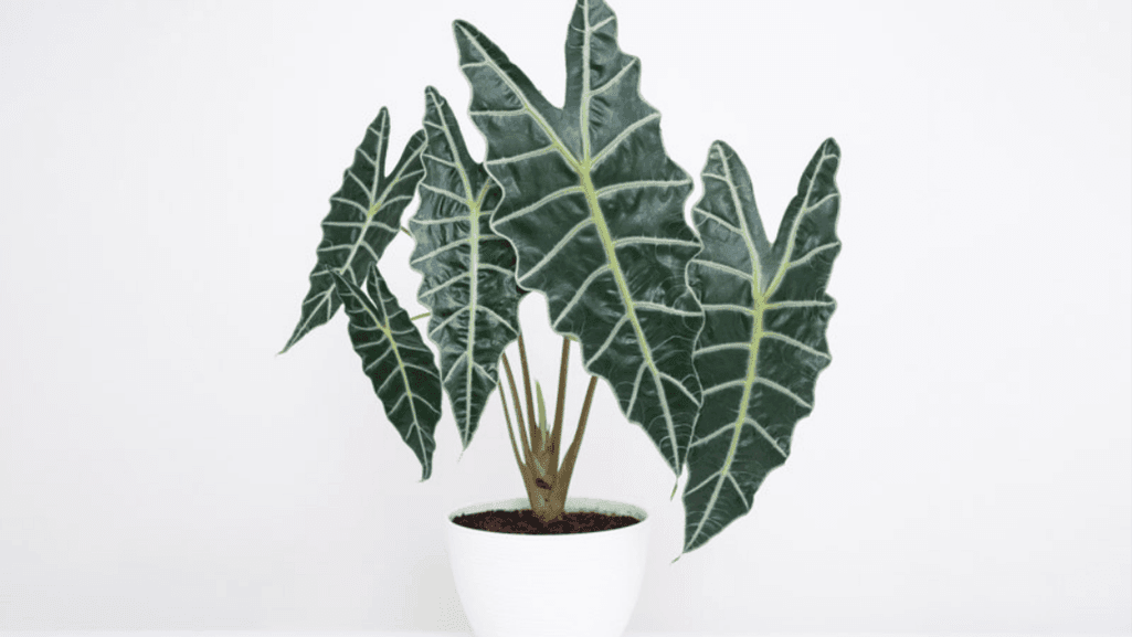 Alocasia amazonica light requirements