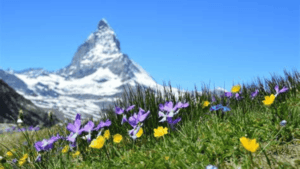 Alpine Flora