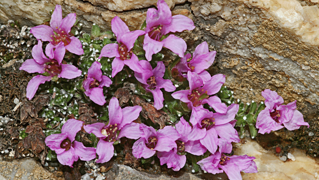 Alpine Plant Communities