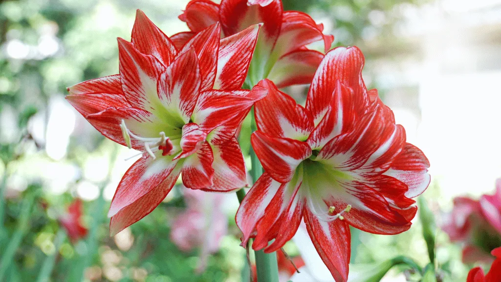 Amarylis Fertilization and Soil Health