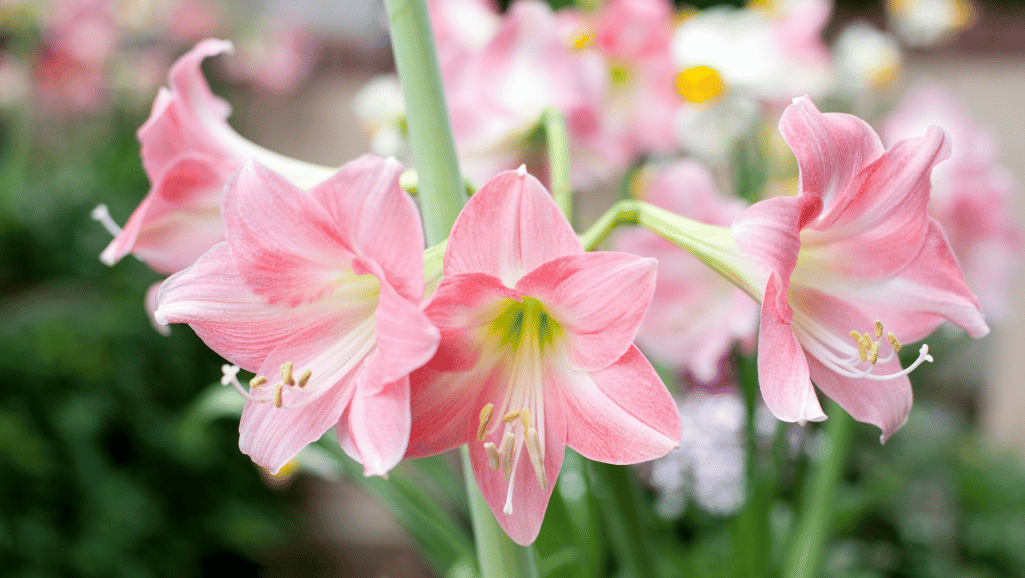 Amaryllis seasonal care