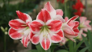 Amaryllis