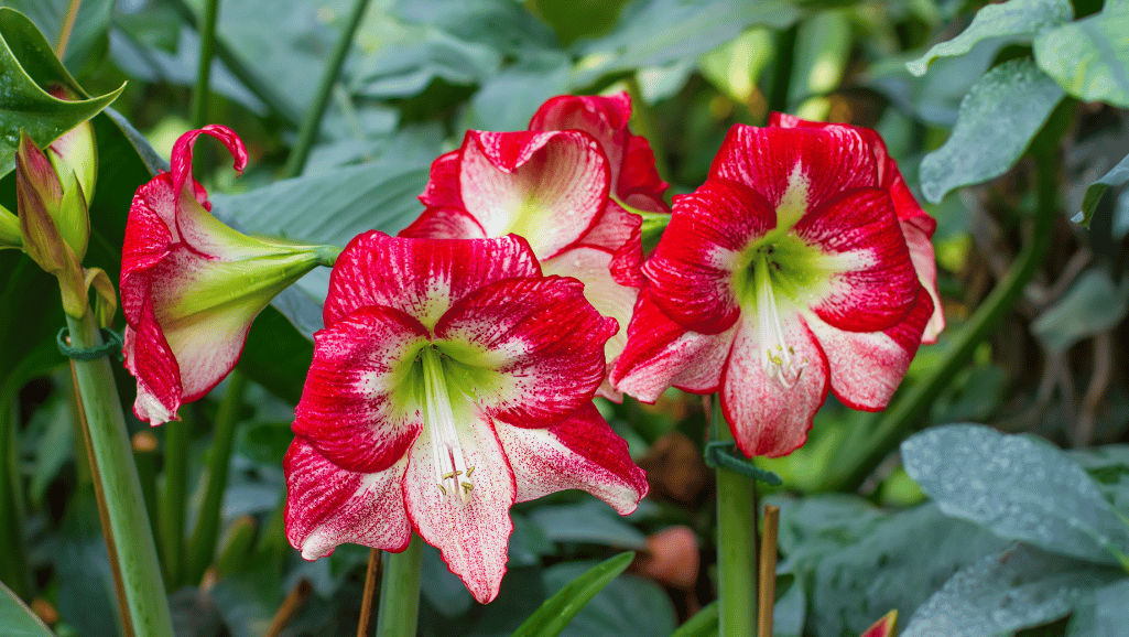 Vibrant Amaryllis Colors