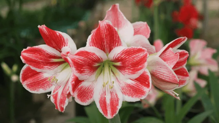 Amaryllis