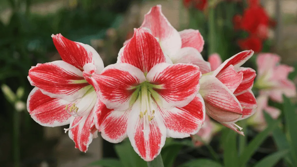 Amaryllis Care Guide for Vibrant Blooms - Tips & Tricks 1 Amaryllis