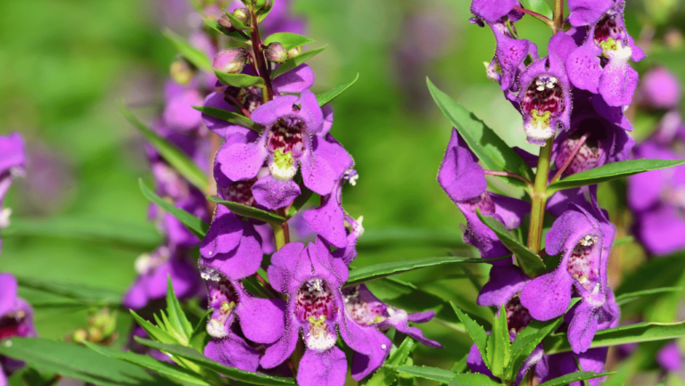 Angelonia