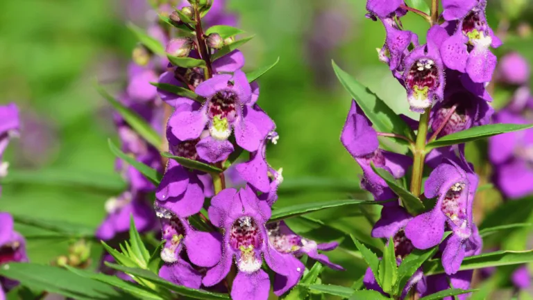 Angelonia Care Guide: Tips for Vibrant Gardens 1 Angelonia