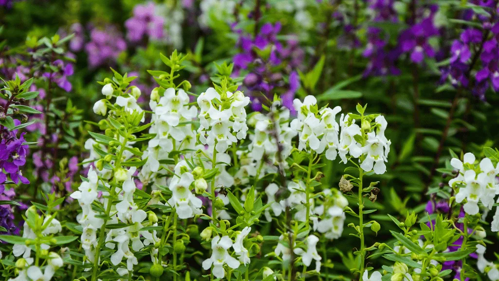 Angelonia Maintenance