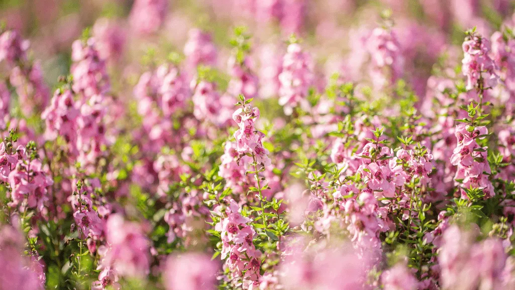 Angelonia watering practices