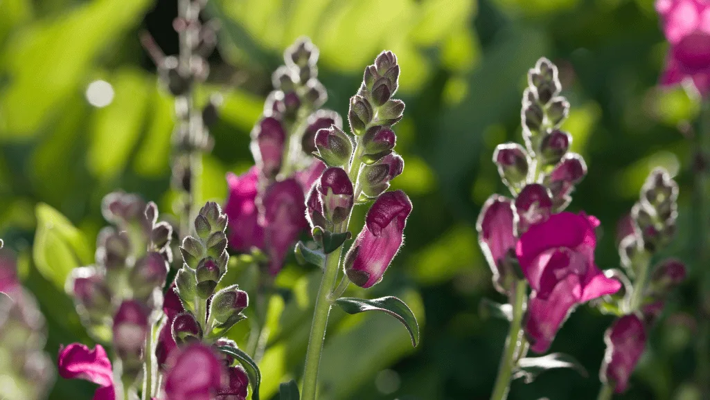 Antirrhinum majus seeds germination