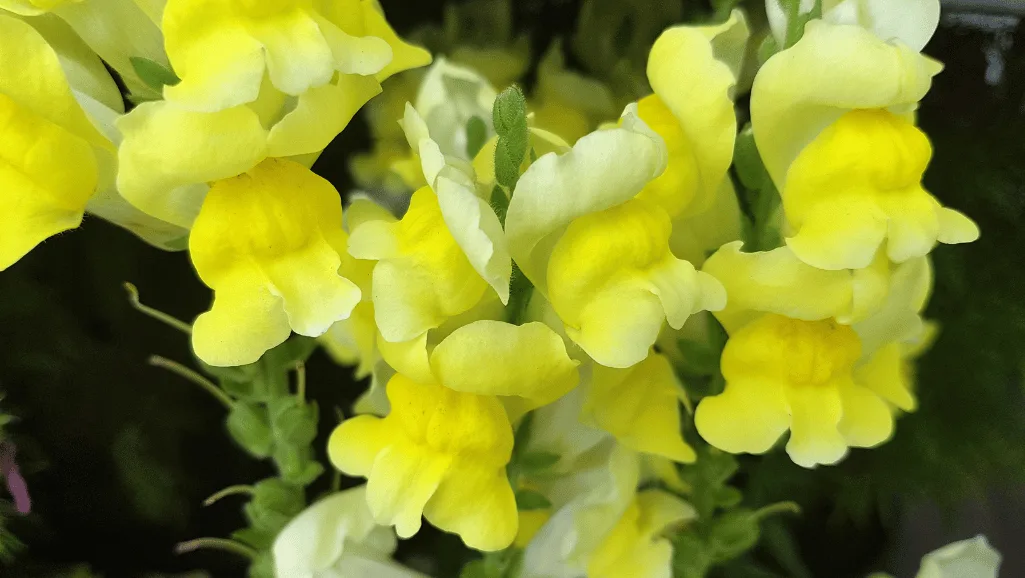 Antirrhinum majus Care Guide - Grow Snapdragons 1 Antirrhinum majus