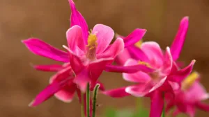 Aquilegia Columbine