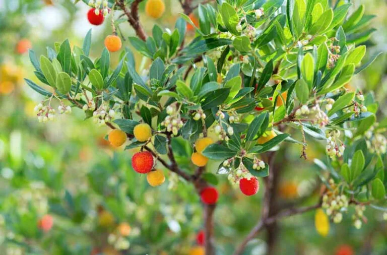 Arbutus unedo Strawberry Tree Care & Growth Tips 1 Arbutus unedo Strawberry Tree