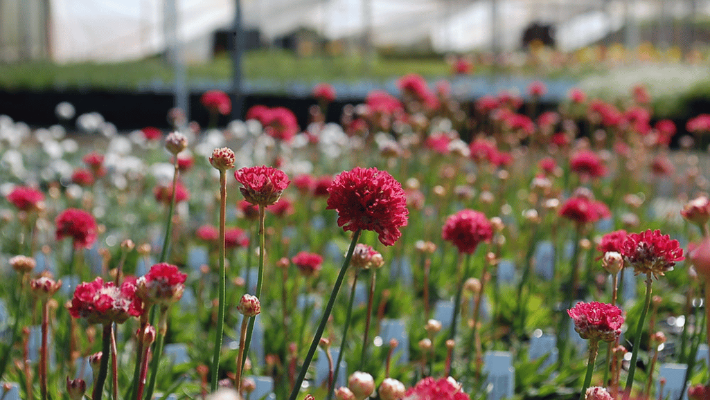 Armeria Care and Maintenance