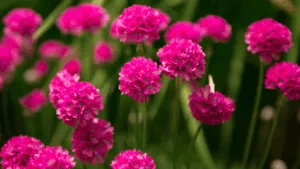 Armeria Maritima