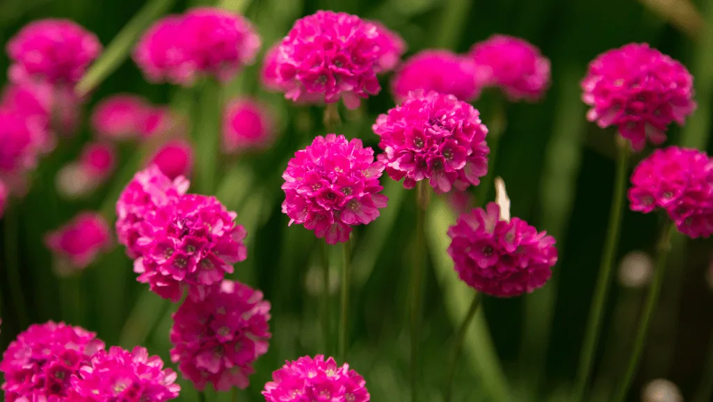 Armeria Maritima Care Guide - Coastal Plant Tips 1 Armeria Maritima