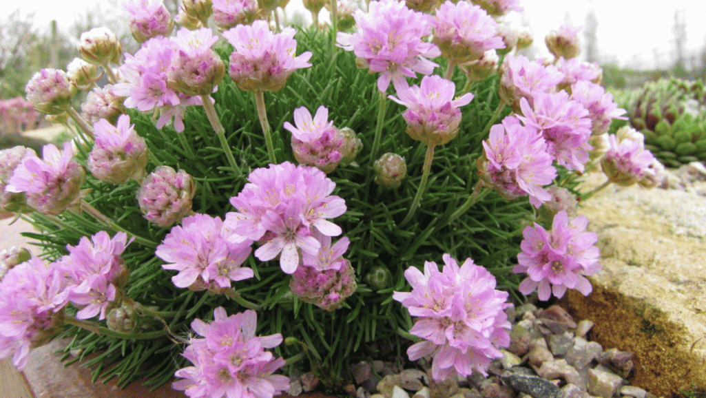 Armeria Perennial in Garden