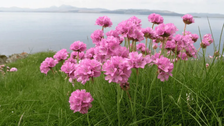 Armeria: Your Ultimate Guide to Ornamental Grasses 1 Armeria