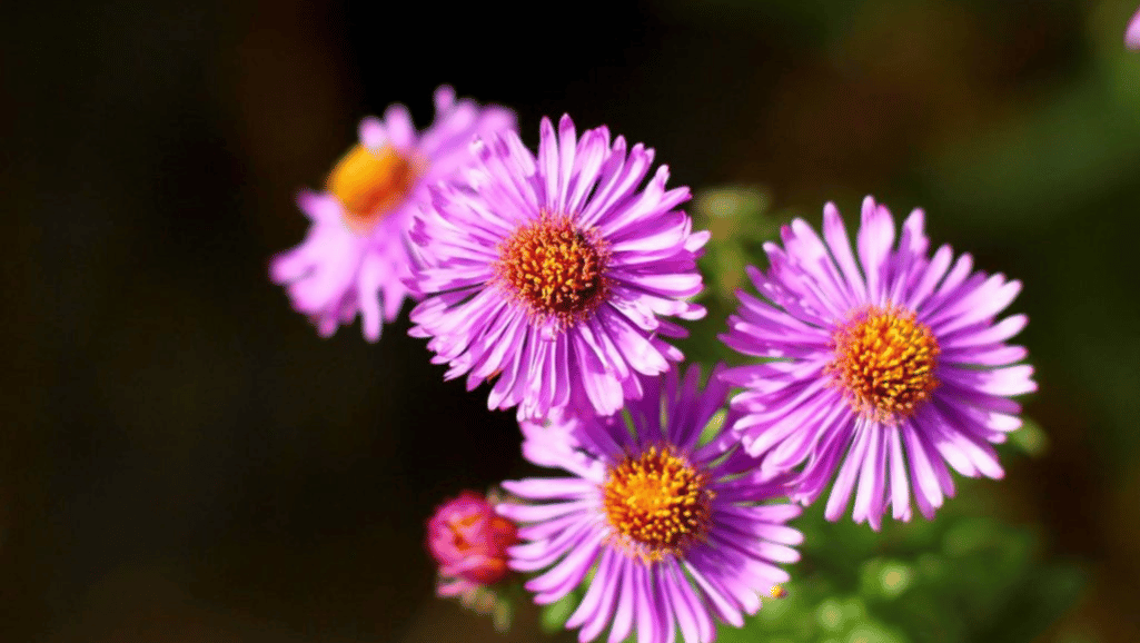 Aster flower in bloom, a symbolic fall flower