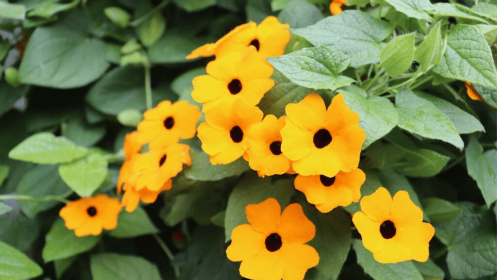 Attracting Wildlife with Black Eyed Susan